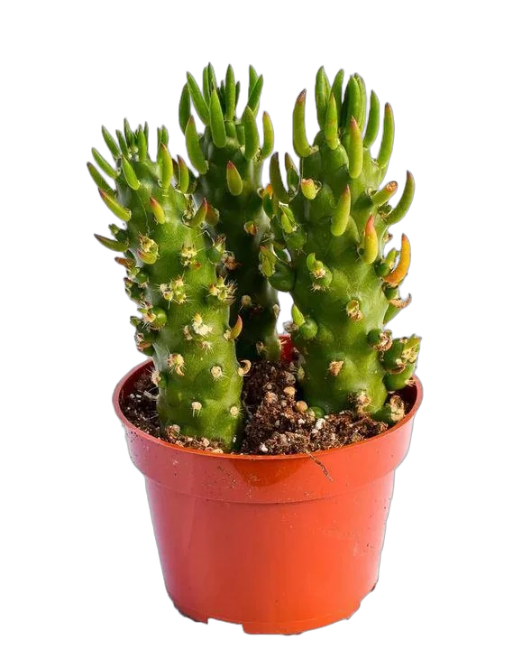 Опунция Субулата - Opuntia Subulata D8 H15
