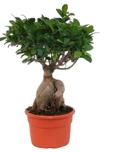 Бонсай Фикус Микрокарпа - Bonsai Ficus Ginseng D15 H35