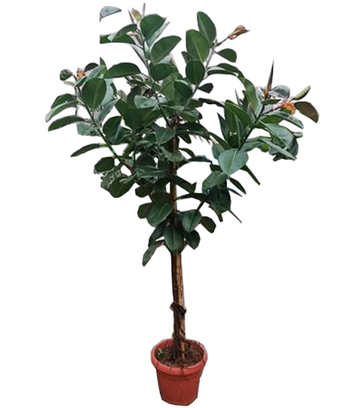Фикус эластика Робуста - Ficus El Robusta On Stem D60 H300