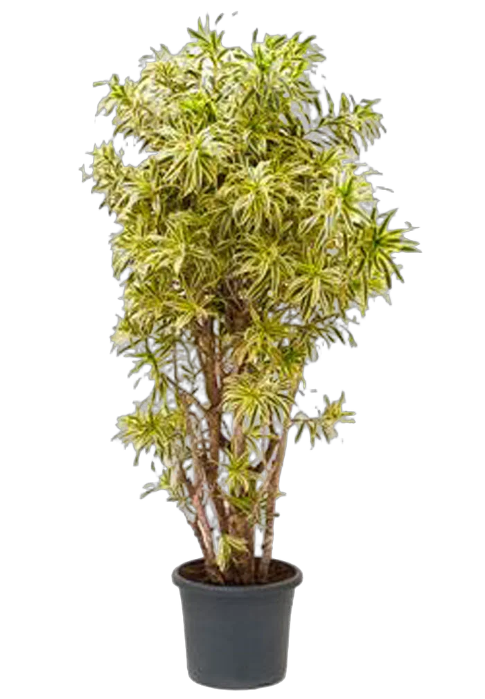 Драцена Рефлекса Сонг оф Индия - Dracaena reflexa Song of India D50 H240