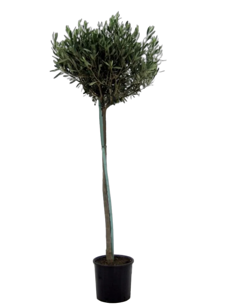 Оливковое дерево, маслина европейская - Olea europaea  D35 H160