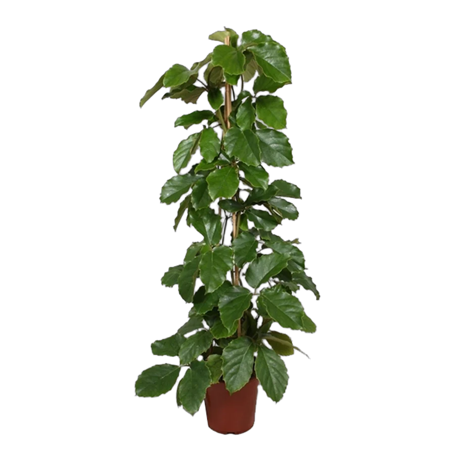 Тетрастигма Вуанье (комнатный виноград) - Tetrastigma voinierianum D26 H120