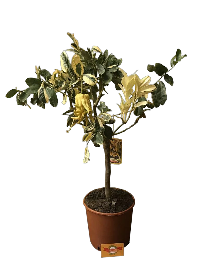 Цитрон "Рука Будды" вариегатный - Citrus medica D22 H80