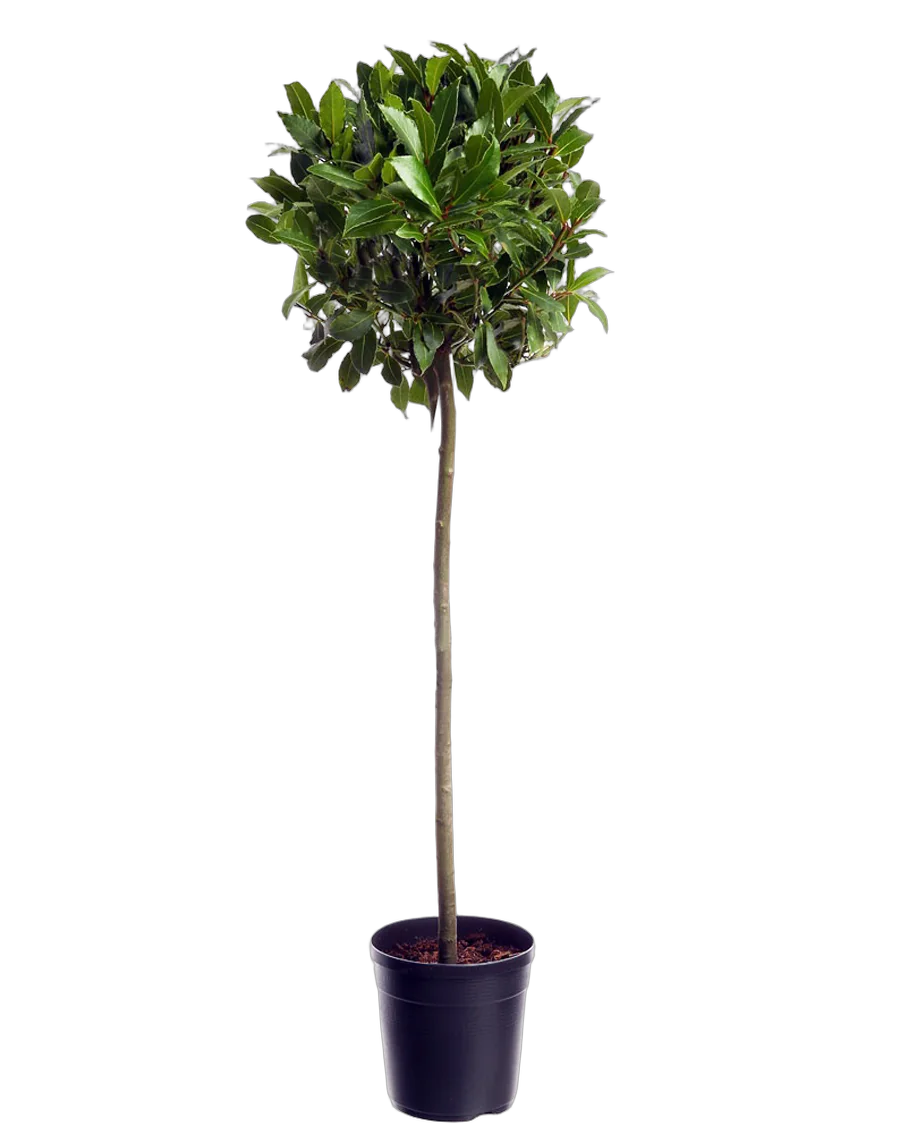 Лавр благородный штамб - Lurus nbilis D30 H200