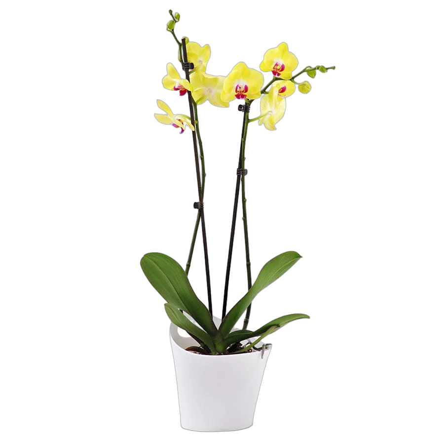Фаленопсис Fuller Sunset 2 цветоноса - Phalaenopsis D12 H50