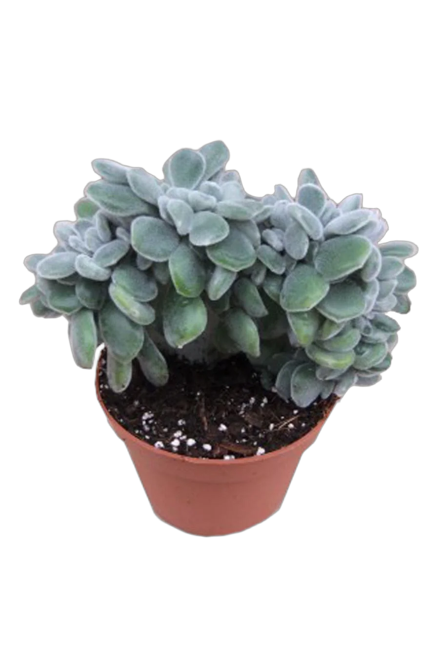 Эхеверия пульвината - Echeveria pulvinata cv. Frosty D5 H12