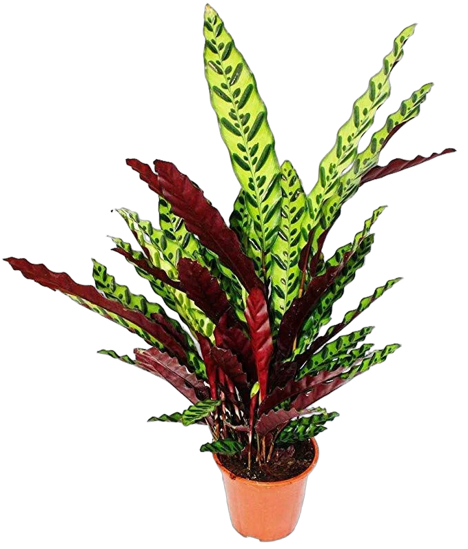 Калатея Лансифолия - Calathea Lancifolia D17 H55