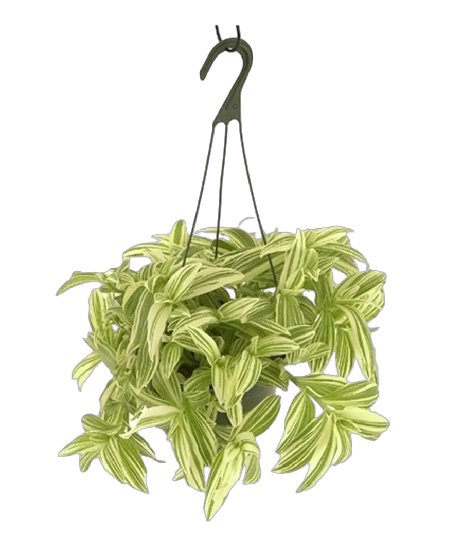 Традесканция Айвори Хилл - Tradescantia Ivory Hill D15 H30