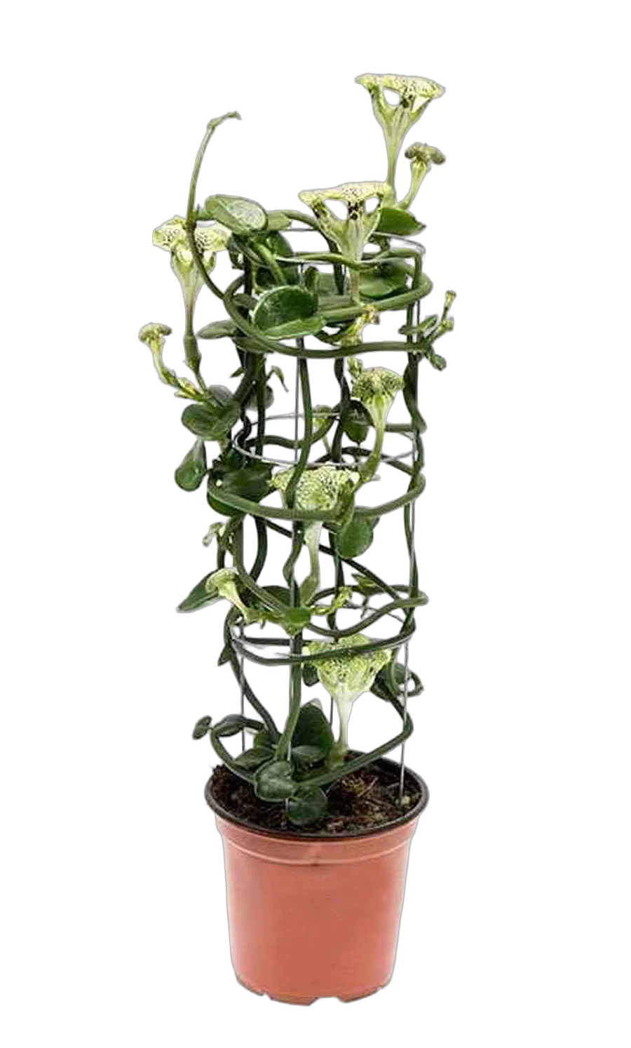 Церопегия Сандерсона - Ceropegia Sandersonii D12 H55