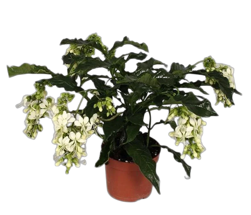 Клеродендрум Уоллиха - Clerodendrum wallichiana Prospero D15 H35