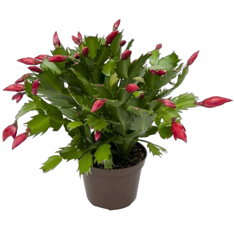 Шлюмбергера красная - Schlumbergera D12 H20