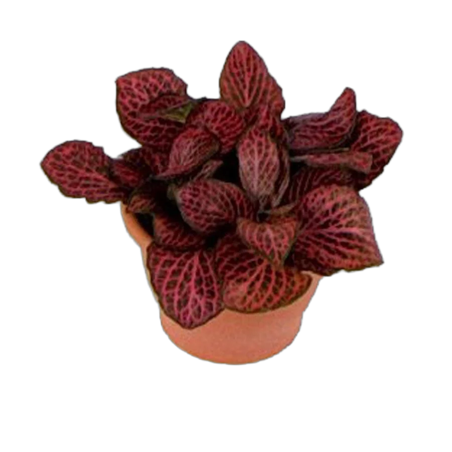 Фиттония - Fittonia Mosaic Pink Diamond D9 H10