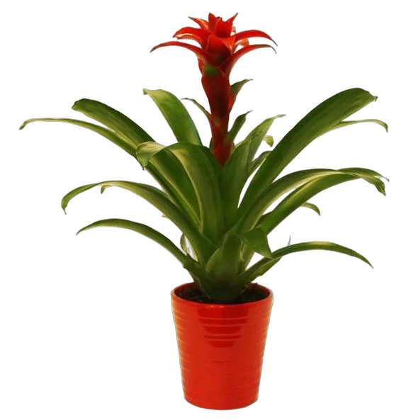 Гусмания красная - Guzmania D15 H75