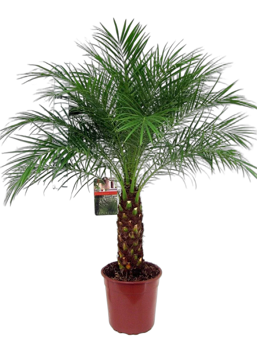 Пальма Финик Робелини - Phoenix roebelenii D25 H120