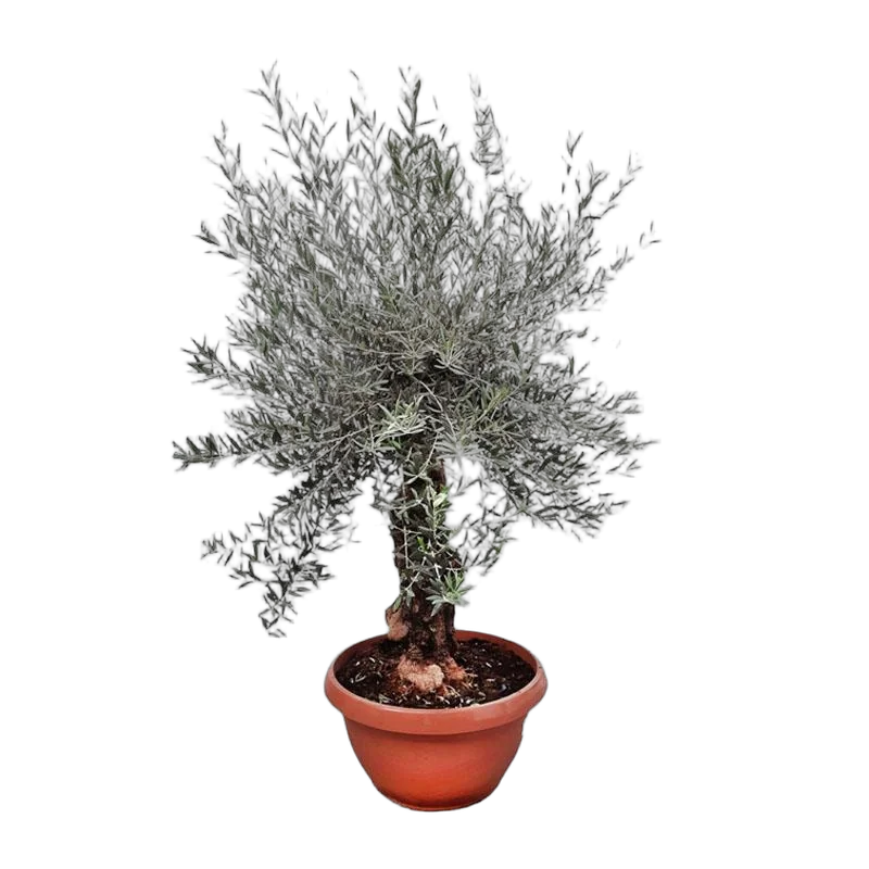 Оливковое дерево, маслина европейская - Olea europaea D70 H200