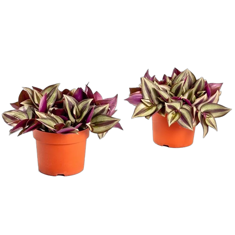 Традесканция зебрина - Tradescantia zebrina Little Hill D12 H15