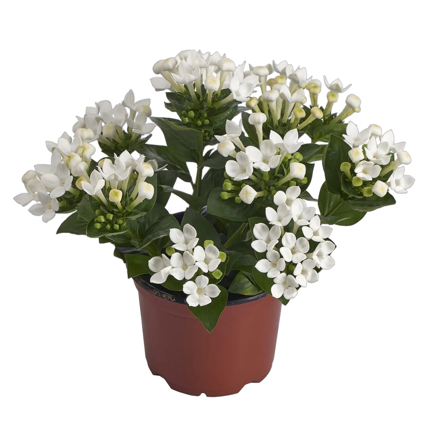 Бувардия - Bouvardia D12 H20