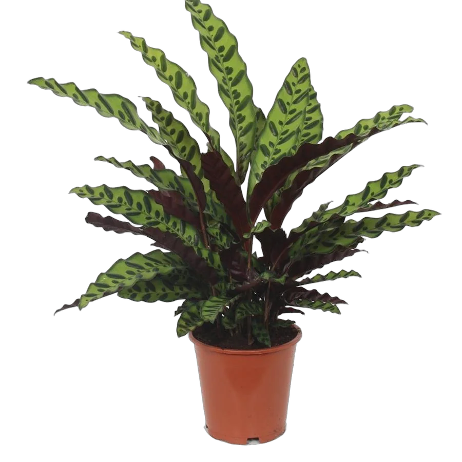 Калатея замечательная - Calathea insignis D18 H60