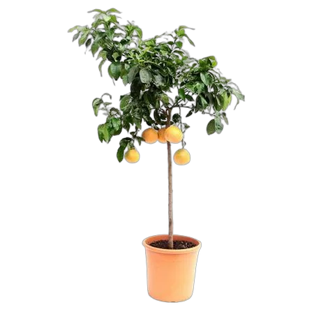 Цитрус Грейпфрут - Citrus paradisi D40 H160