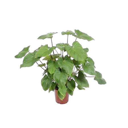 Гомаломена (Хомаломена) Рубесценс Мэгги - Homalomena rubescens Maggy D24 H70