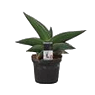 Сансевиерия Самурай - Sansevieria Samurai (decorum) D9 H20