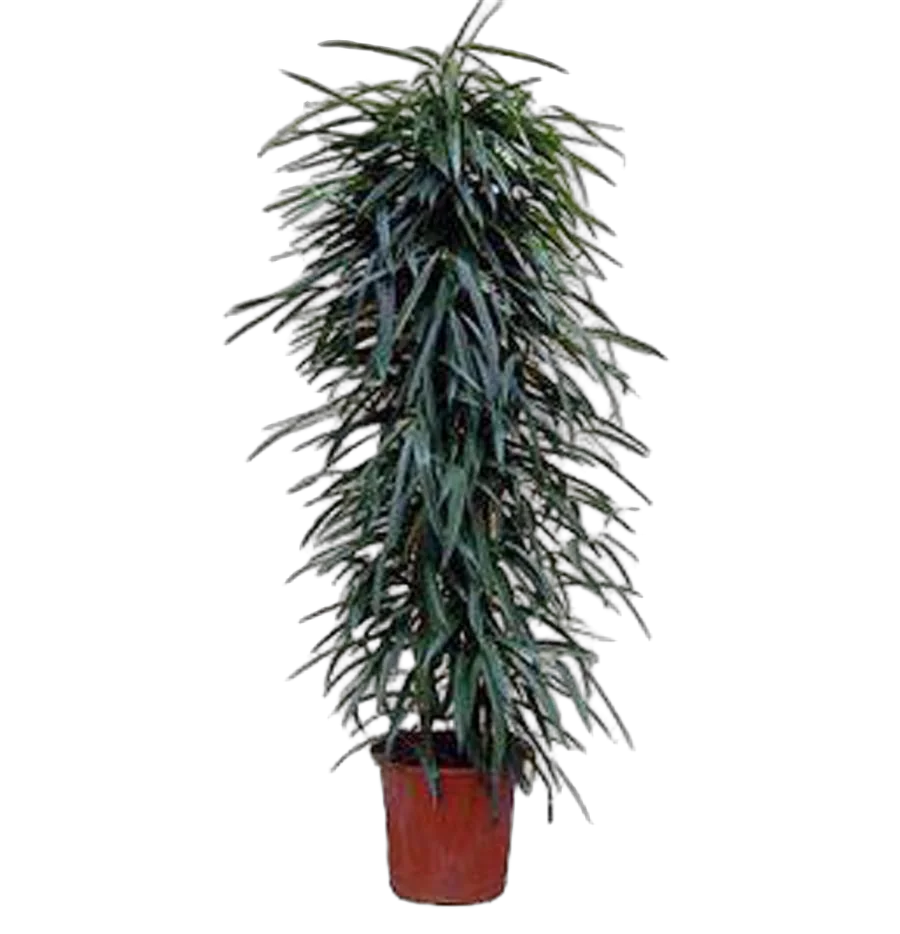 Фикус Биннедика Амстел Голд -  Ficus binnendiijkii Amstel Gold D30 H200