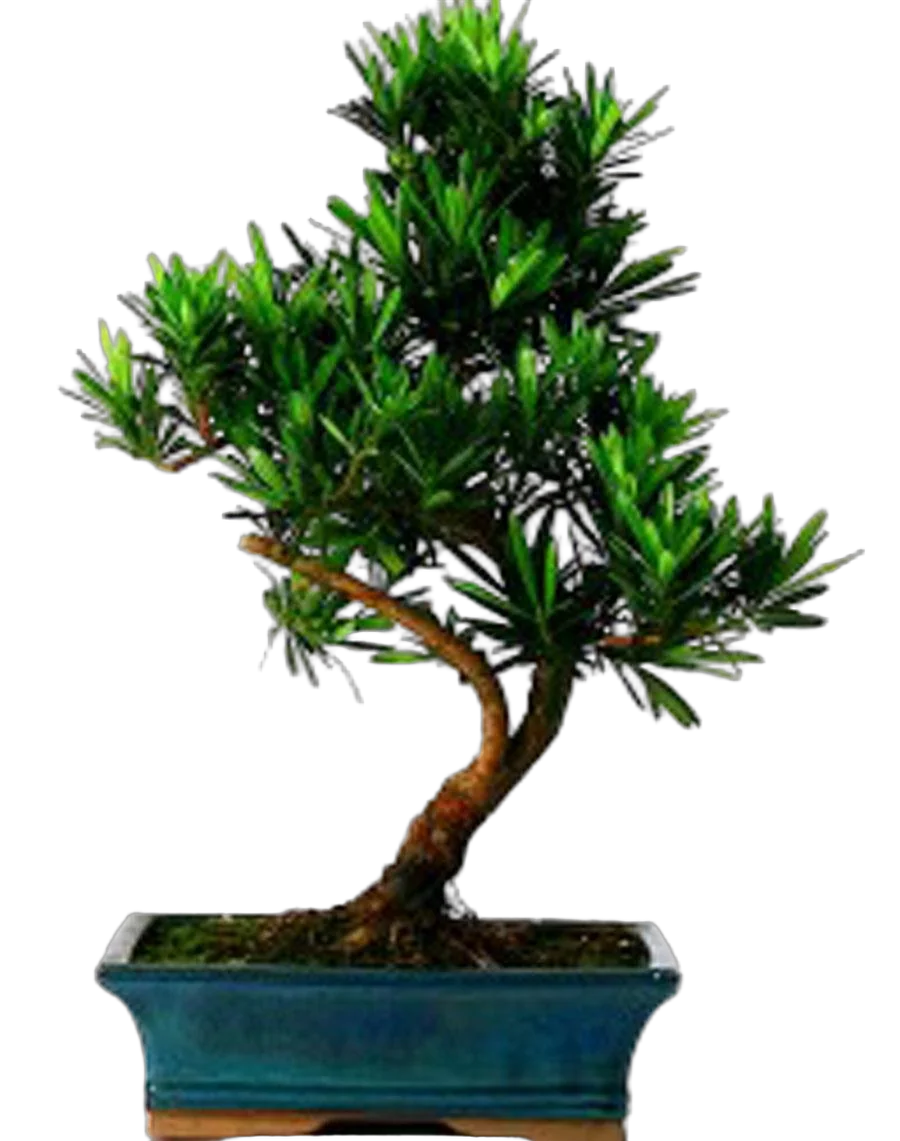 Бонсай Подокарпус (Ногоплодник) - Bonsai Podocarpus D20 H35