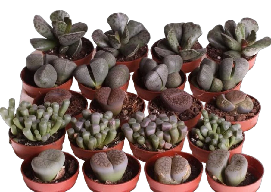Литопс микс - Lithops spp mix D5 H10