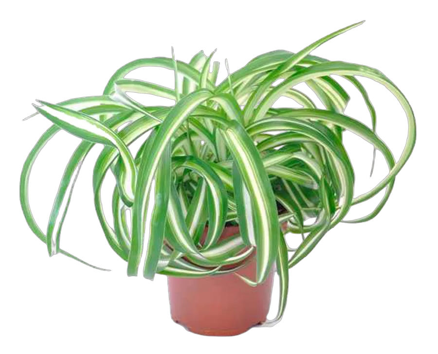 Хлорофитум кудрявый Бонни - Chlorophytum bonnie caribbean D15 H30