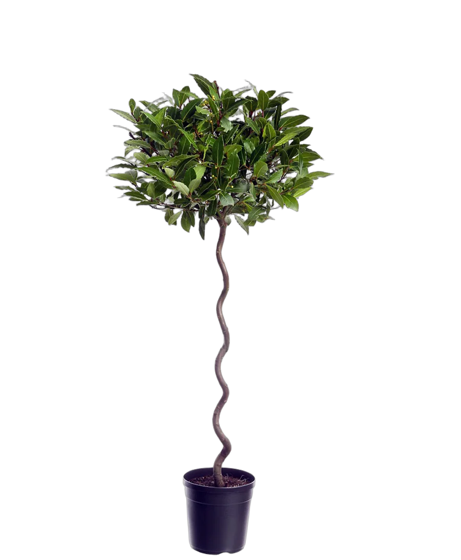 Лавр благородный спираль - Lurus nbilis D30 H150