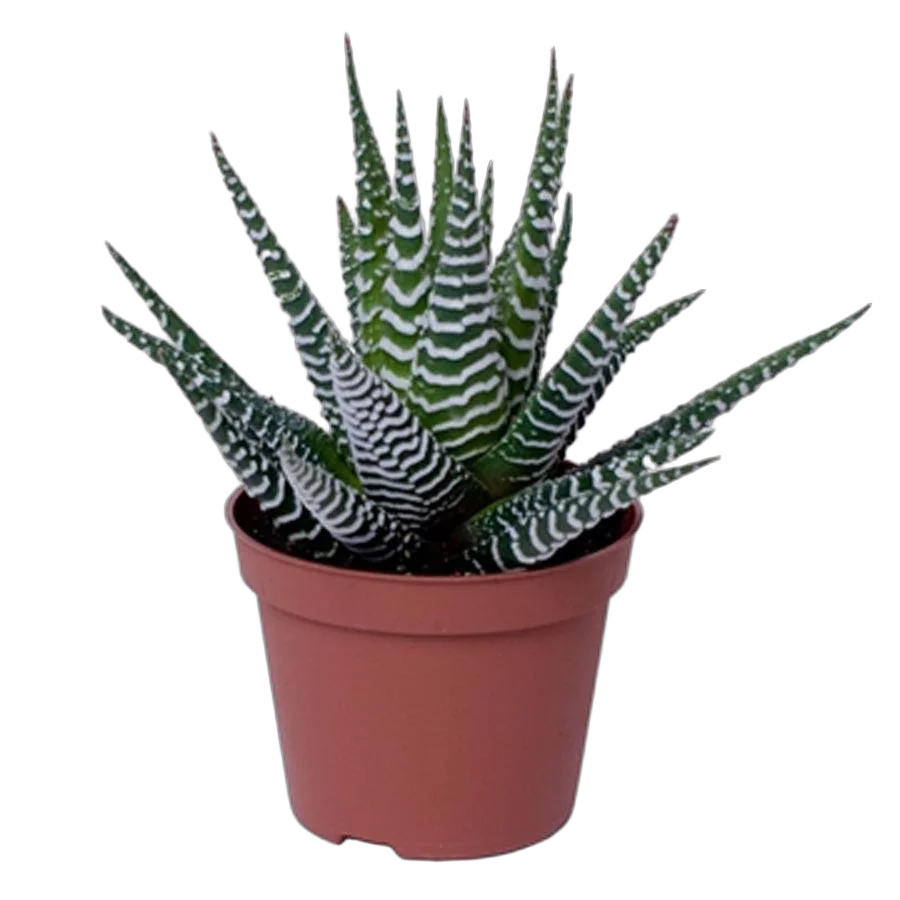 Хавортия полосатая Биг Бэнд - Haworthia fasciata Big Band D9 H15