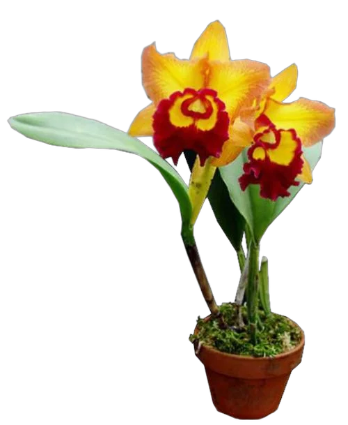 Каттлея - Cattleya D12 H35