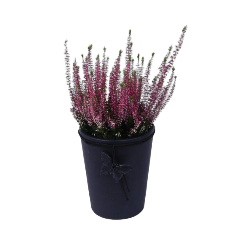 Вереск Каллуна фиолетовый - Calluna D12 H20