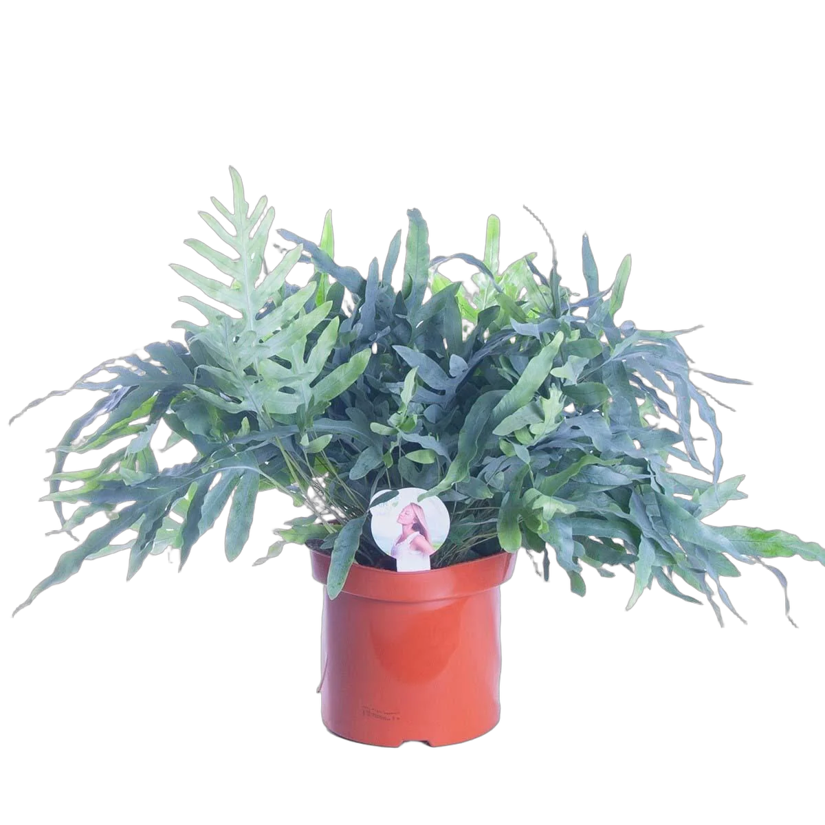 Папоротник Флебодиум золотистый - Phlebodium aureum 'Blue Star' D26 H80