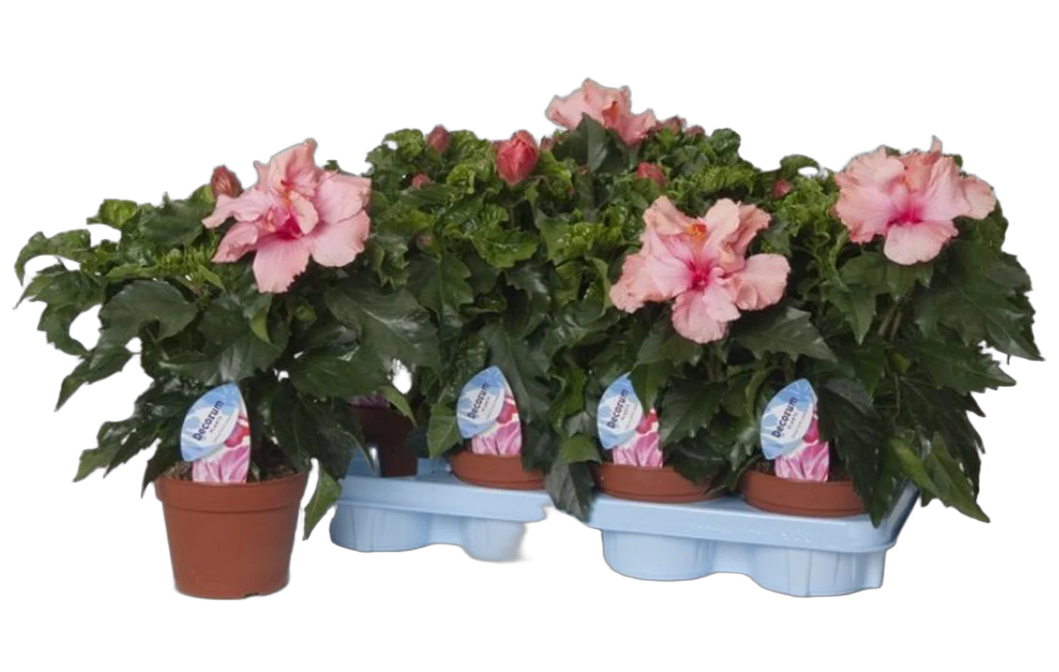 Гибискус светло-розовый махровый - Hibiscus rosa-sin Sunny Lissabon D12 H40