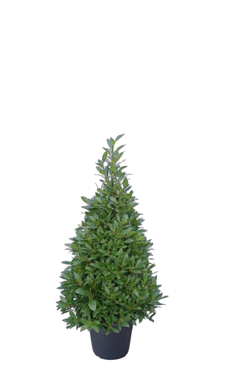 Лавр благородный пирамида - Lurus nbilis D25 H120