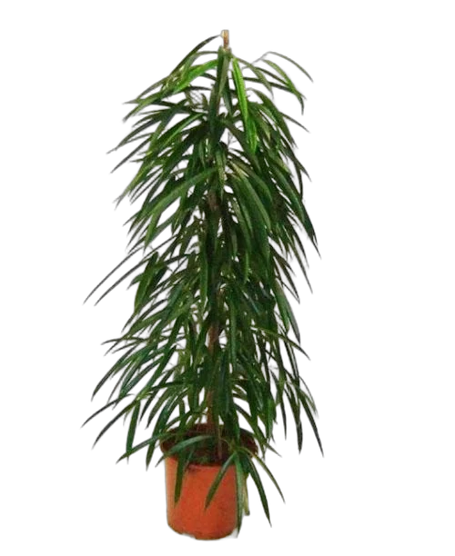 Фикус Биннедика Али - Ficus binnendijkii Alii D35 H180