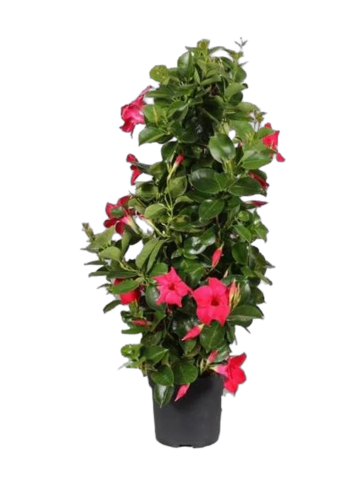 Мандевилла или Дипладения малиновая - Mandevilla D24 H80