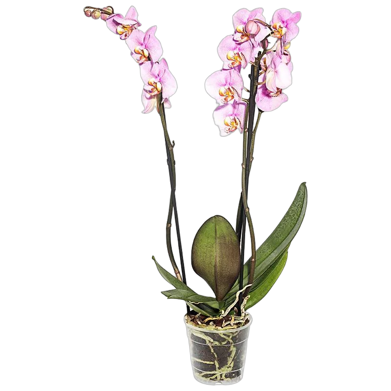 Фаленопсис Padova (Anthura) 2 цветоноса - Phalaenopsis D12 H50