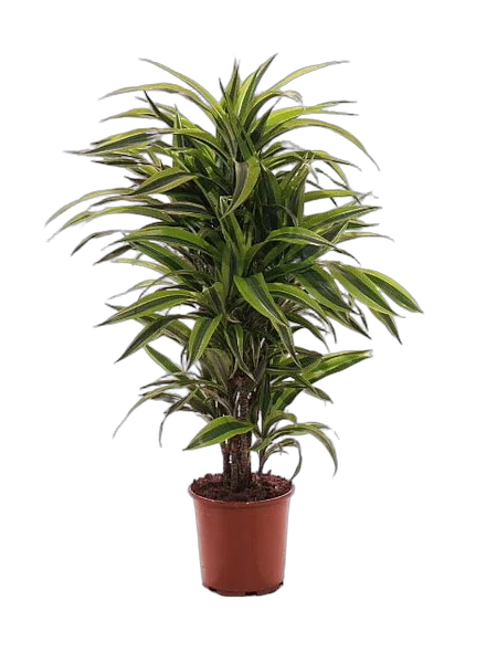Драцена Лемон Лайм - Dracaena fr. Lemon Lime D25 H120