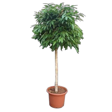 Фикус Амстел Кинег Штамб - Ficus Bin Amstel King On Stem D55 H280