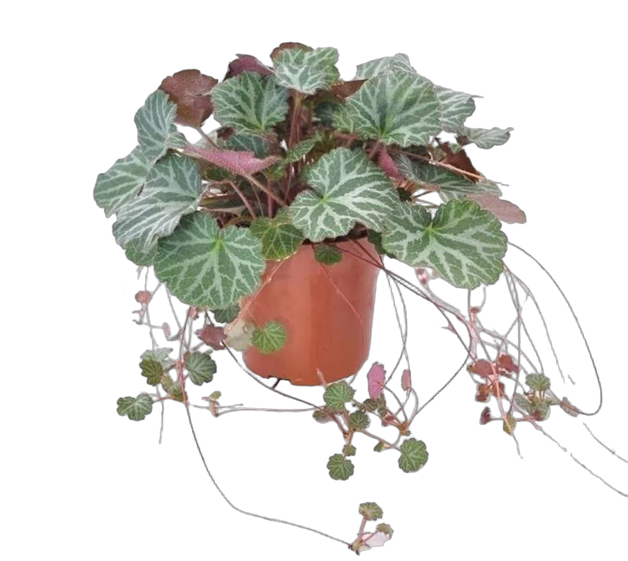 Камнеломка плетеносная - Saxifraga stolonifera D11 H22