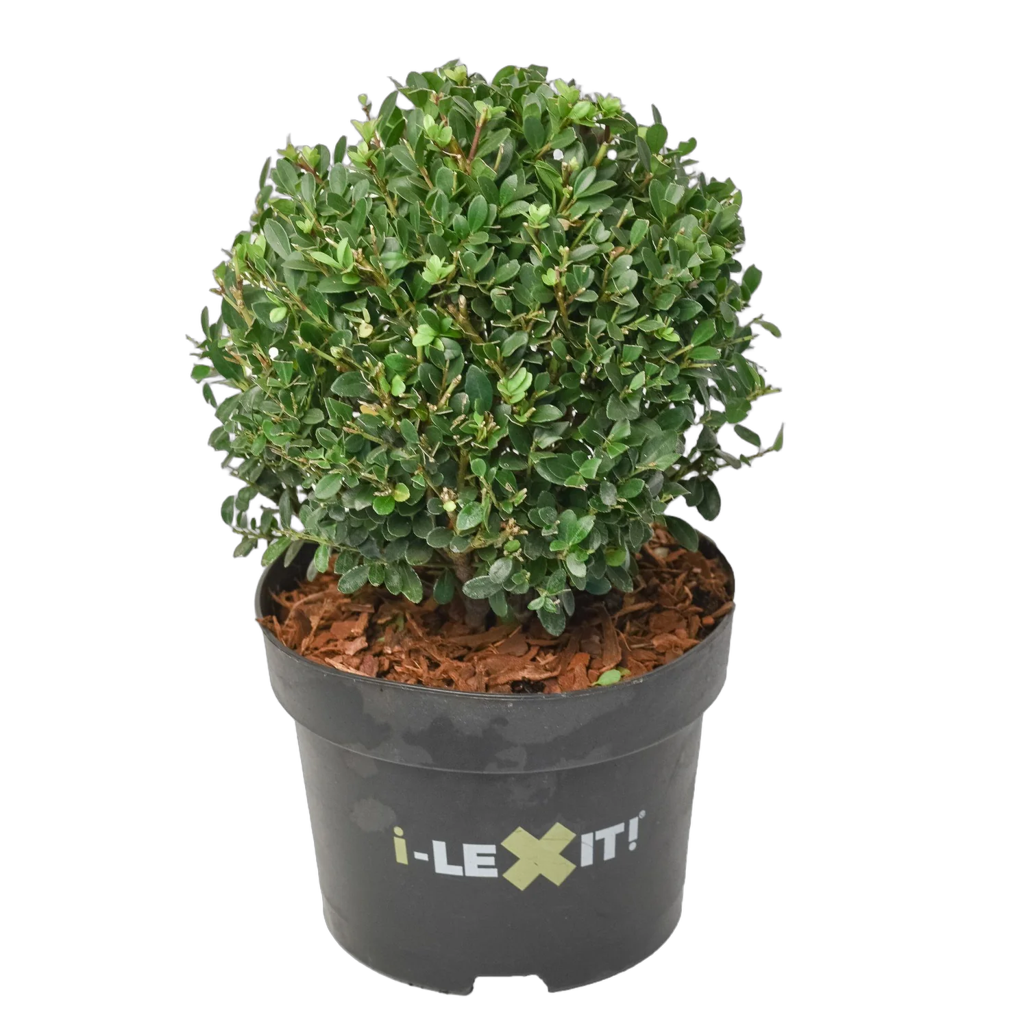 Падуб городчатый - Ilex crenata 'Dark Green' D19 H20