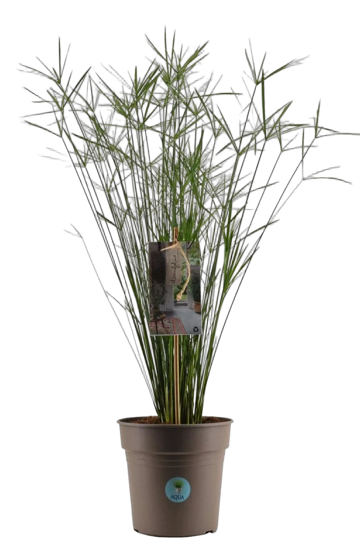 Циперус очереднолистный - Cyperus alternifolius D21 H100