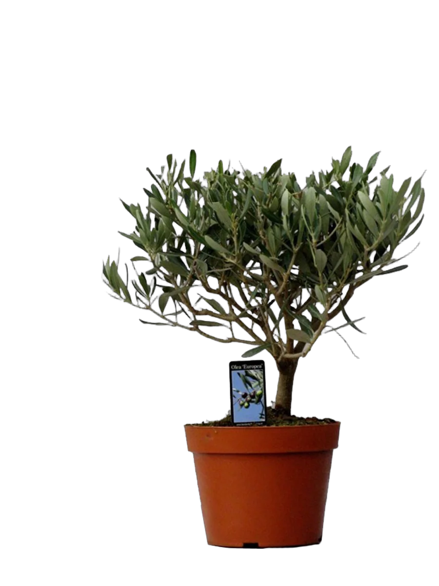 Оливковое дерево, маслина европейская - Olea europaea  H12 H35