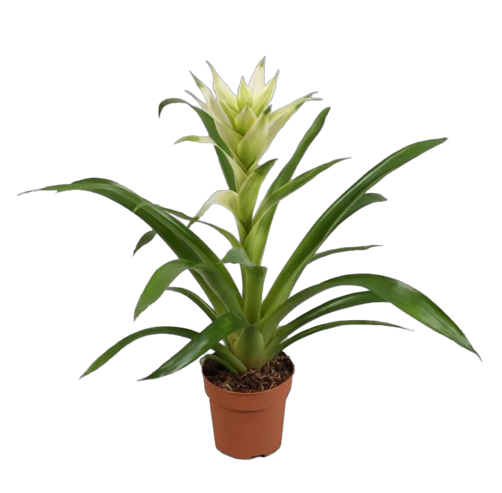 Гусмания белая - Guzmania Bolero D12 H55