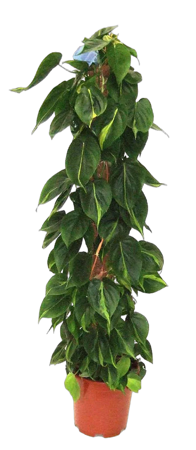 Филодендрон Сканденс, лазящий - Philodendron scandens D27 H150