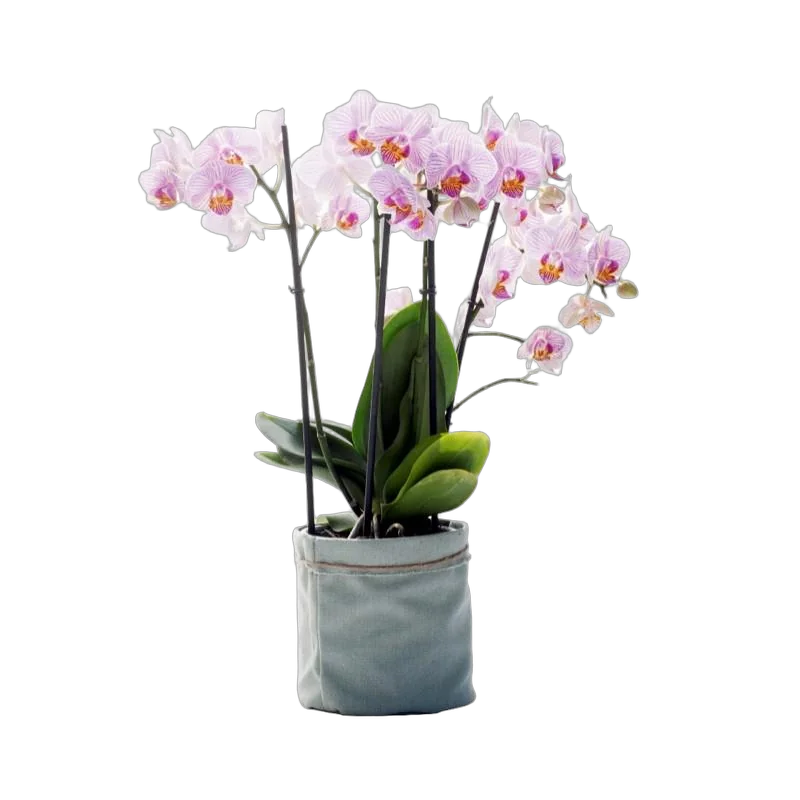 Алис герл 4 ветки - Аlice Girl D17 H60