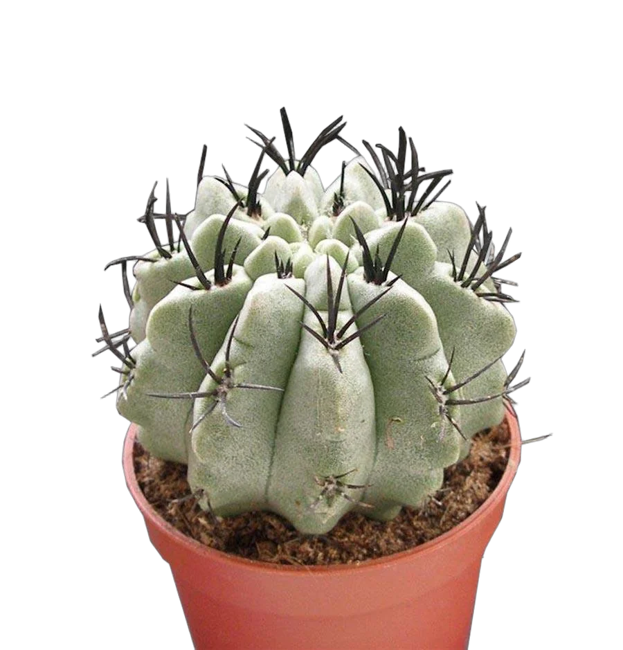 Неопортерия - Neoporteria D9 H10