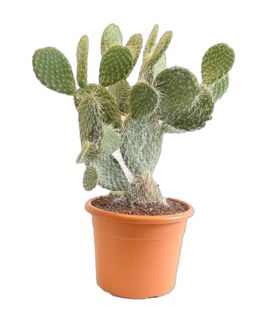 Опунция беловолосая - Opuntia Leucotricha D14 H35